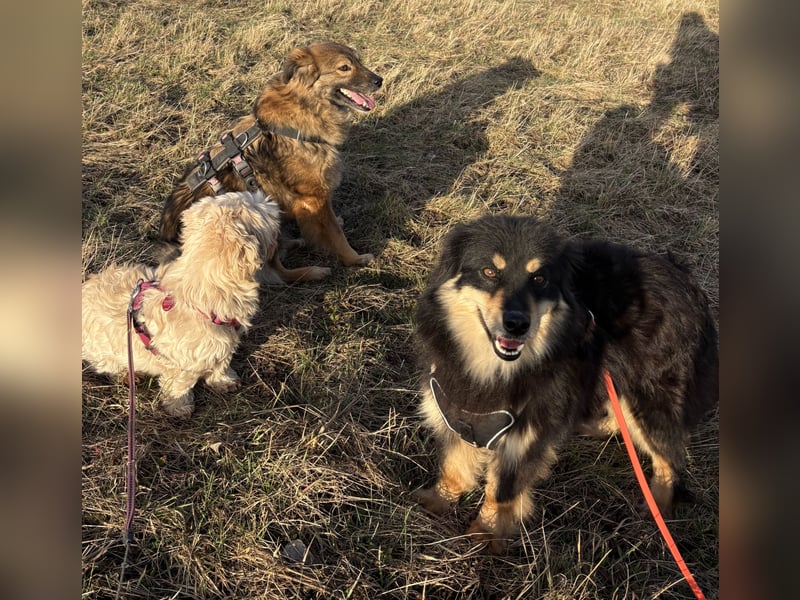 Lio - verschmust und neugierig - BEREITS IN DEUTSCHLAND