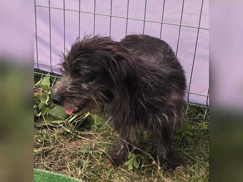 Zausel - verschmust und zugänglich