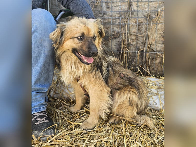 Carlo - verschmust und freundlich