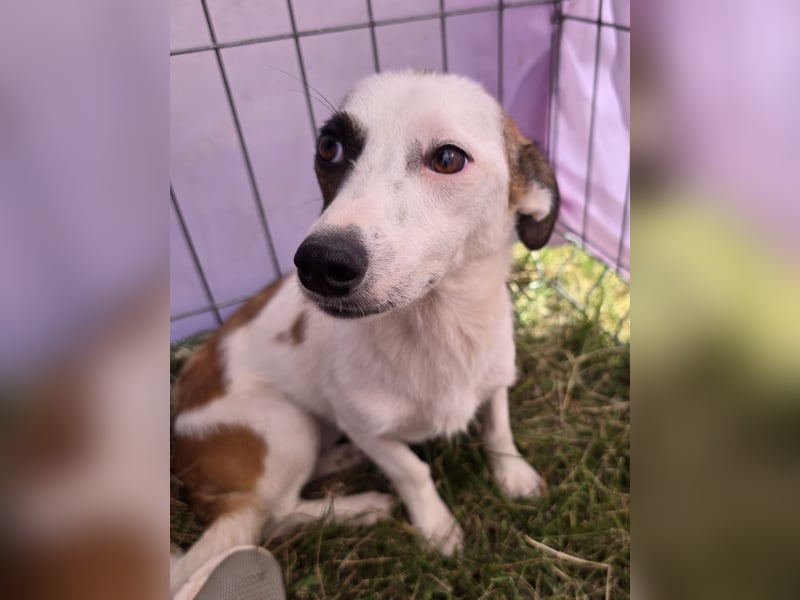 Minja - jung und verträglich