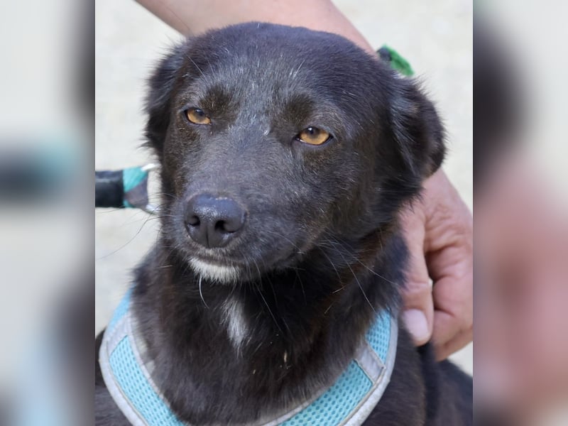 Arthur -  lässt sich gerne anfassen, zutraulich und neugierig