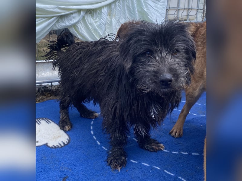 Zausel - neugierig und lernwillig