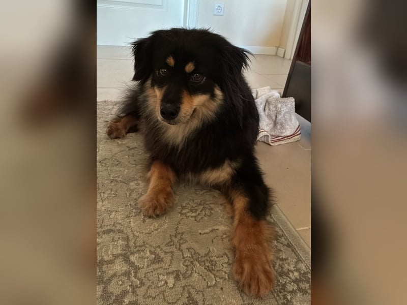 Lio - neugierg und leinenführig - BEREITS IN DEUTSCHLAND