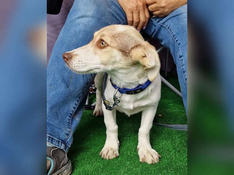 Katy - vorsichtig und verschmust