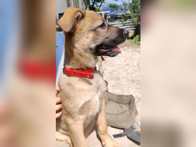 Zino - menschenbezogen und neugierig