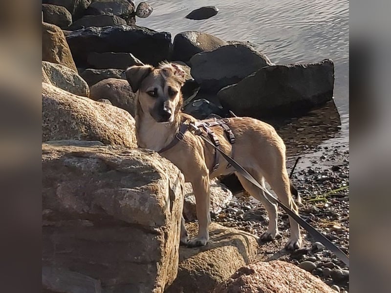 Caya - neugierig und verträglich - BEREITS IN DEUTSCHLAND