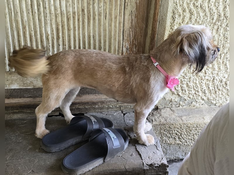 Minka - zutraulich und verschmust