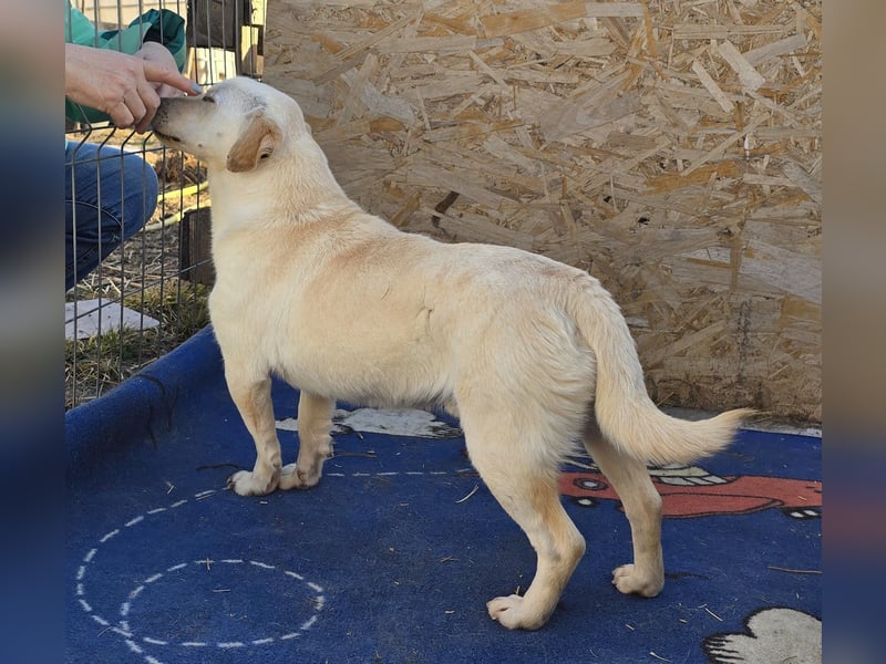 Robin - freundlich und lernwillig