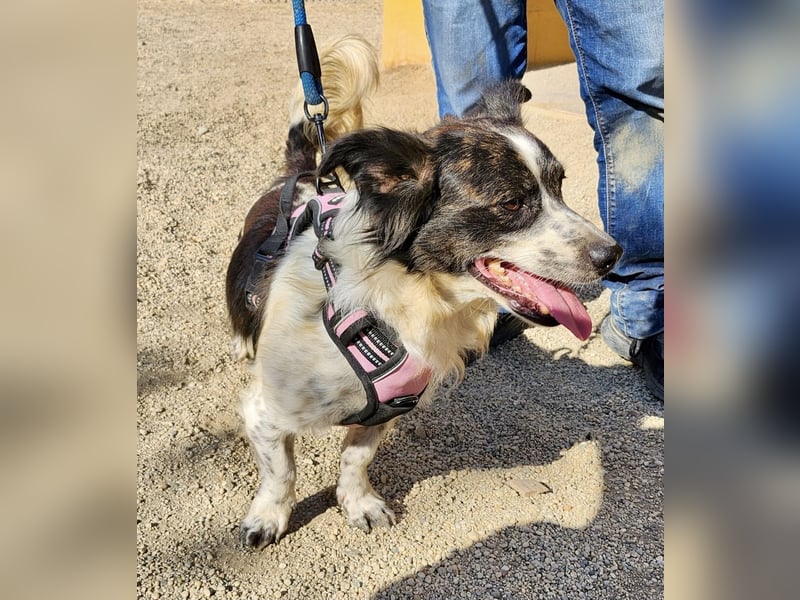 Nico - freundlich, neugierig und zutraulich