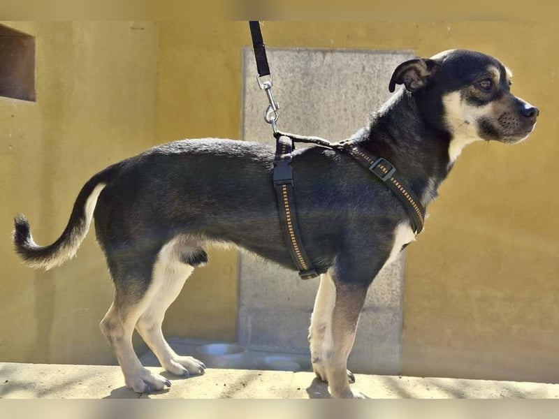 Donald - verschmust, offen und lernwillig