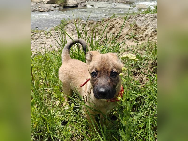 Zino - menschenbezogen und neugierig