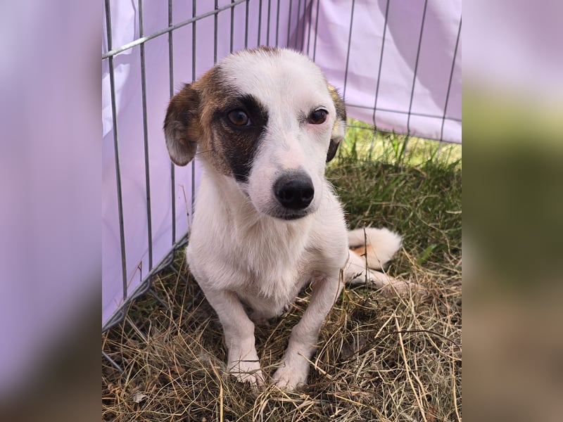 Minja - jung und verträglich