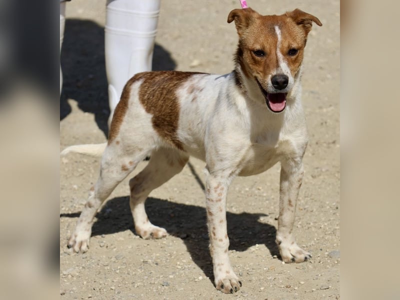 Esteban, gut sozialisiert, aufgeschlossen, neugierig