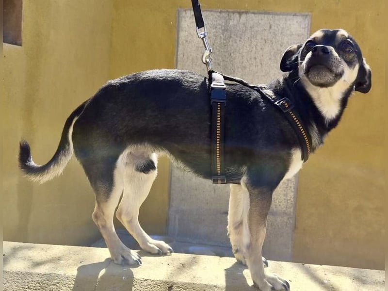 Donald - verschmust, offen und lernwillig