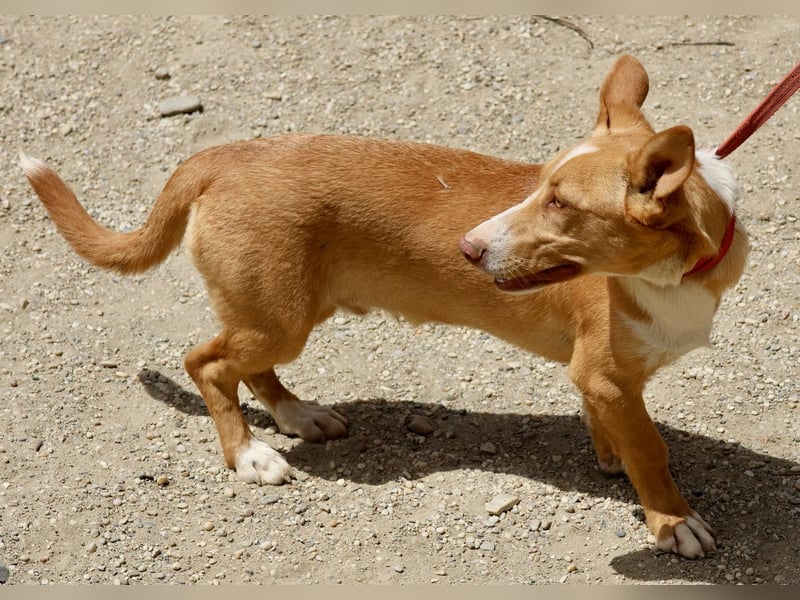 Goofy- Streichelfreund, offen und freundlich BEREITS IN DEUTSCHLAND