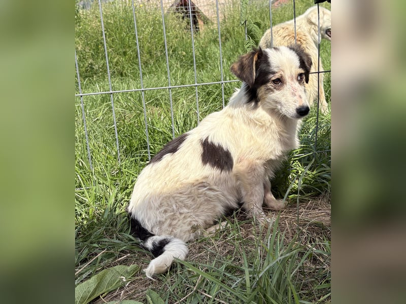 Elliot - jung und lernwillig