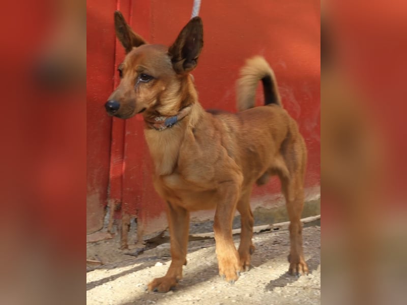 Rolo - verschmust, freundlich und neugierig