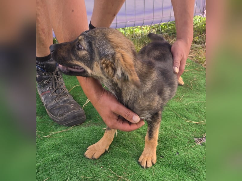 Nuri - jung und aufgeweckt