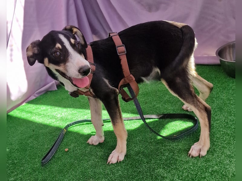 Paule - aufgeweckt und neugierig