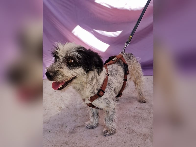 Whitney - neugierig und verschmust