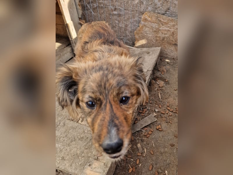 Peanut - aufgeschlossen und freundlich