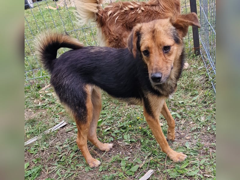 Juniper - agil und verschmust