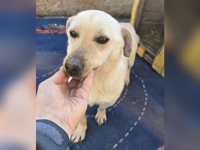 Robin - freundlich und lernwillig