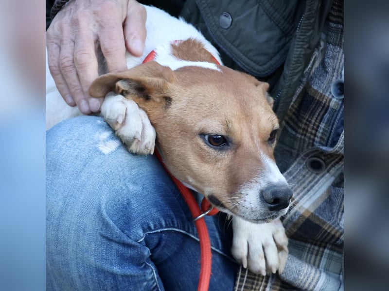 Atlas - neugierig, aufmerksam und verschmust