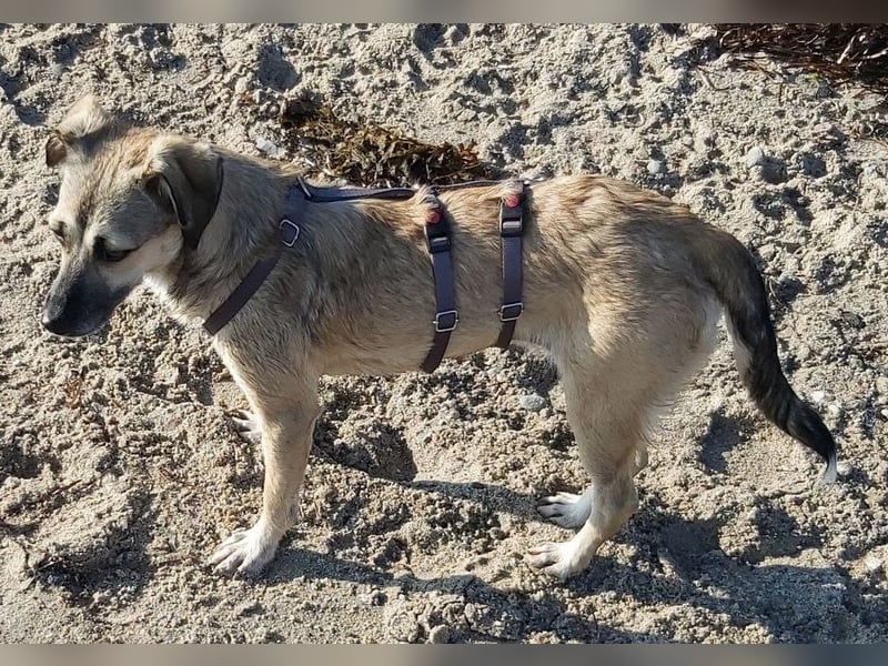 Caya - neugierig und verträglich - BEREITS IN DEUTSCHLAND