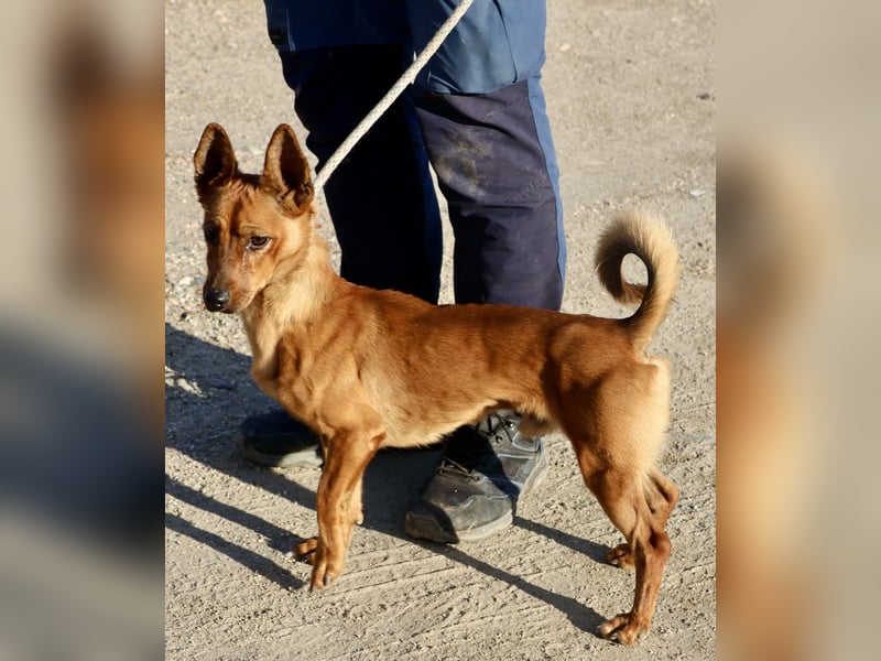 Rolo - verschmust, freundlich und neugierig