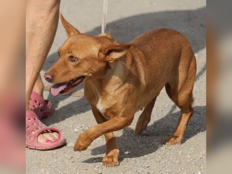 Minnie, anhänglich, lernwillig, freundlich