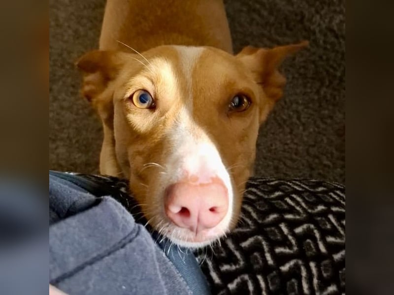 Goofy- Streichelfreund, offen und freundlich