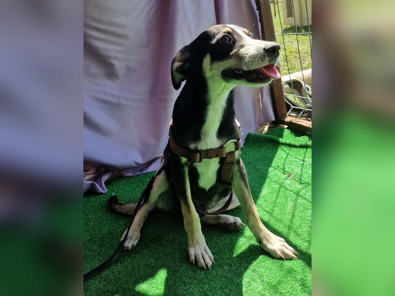 Paule - aufgeweckt und neugierig