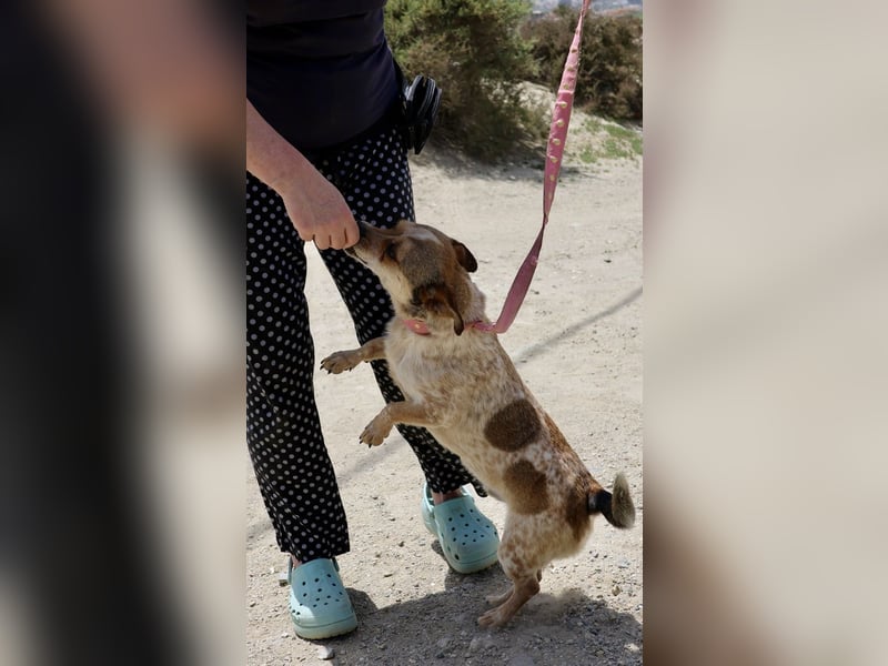 Sinatra - lässt sich gerne anfassen, neugierig und zutraulich