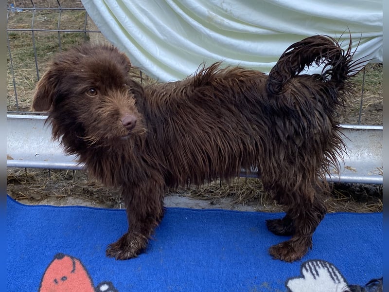 Sam - freundlich und verträglich