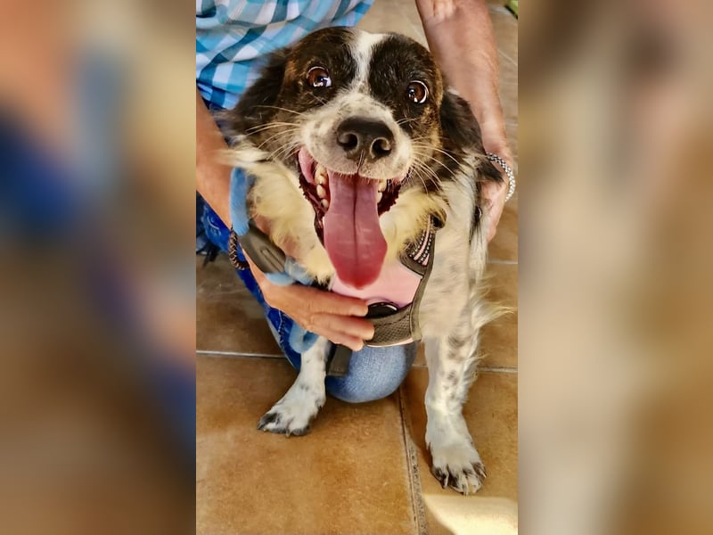 Nico - verschmust, neugierig und lernwillig