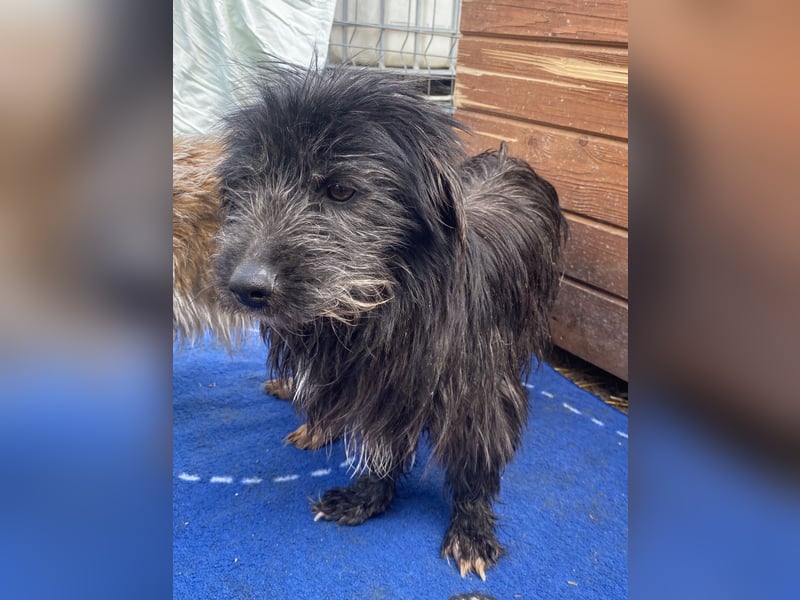 Zausel - verschmust und zugänglich