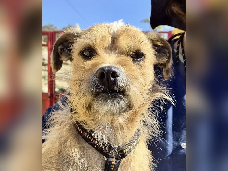 Alfie - verschmust, zutraulich und aufmerksam