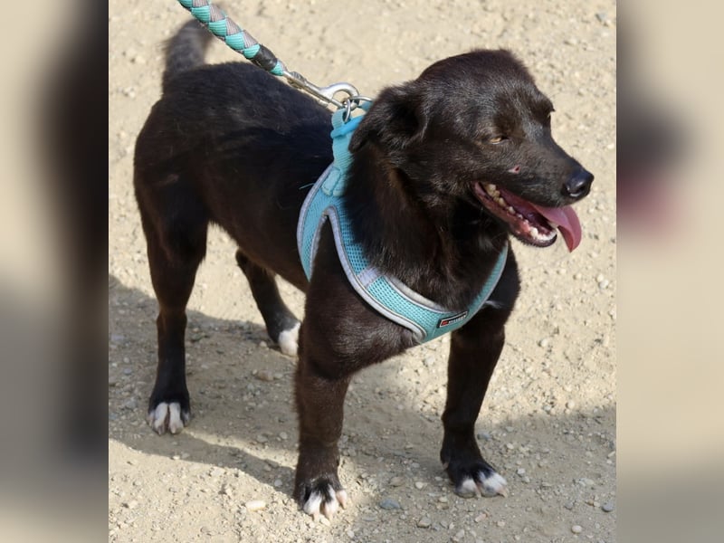 Arthur -  lässt sich gerne anfassen, zutraulich und neugierig