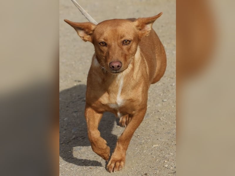 Minnie, anhänglich, lernwillig, freundlich