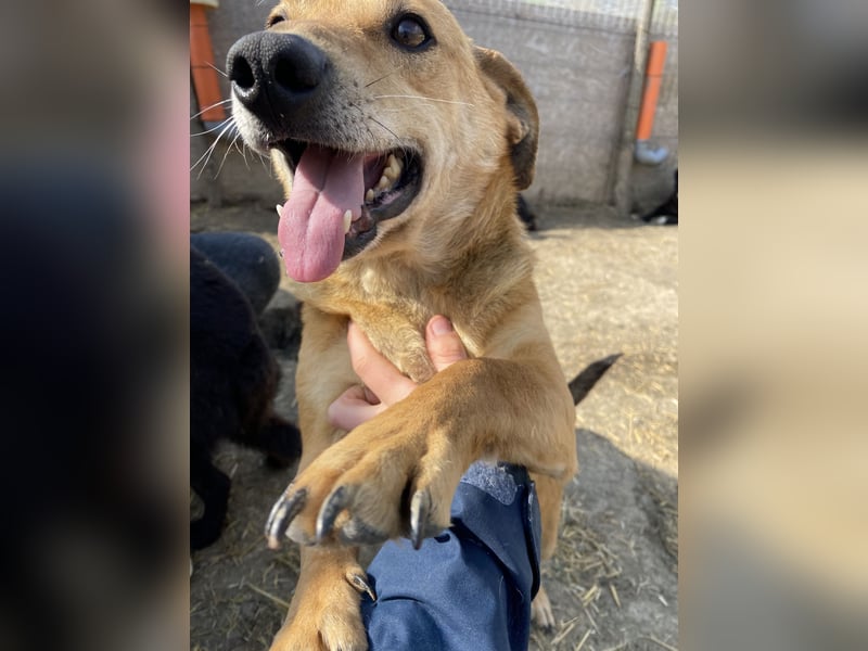 Mirko - zutraulich und verschmust, Kuschelbär