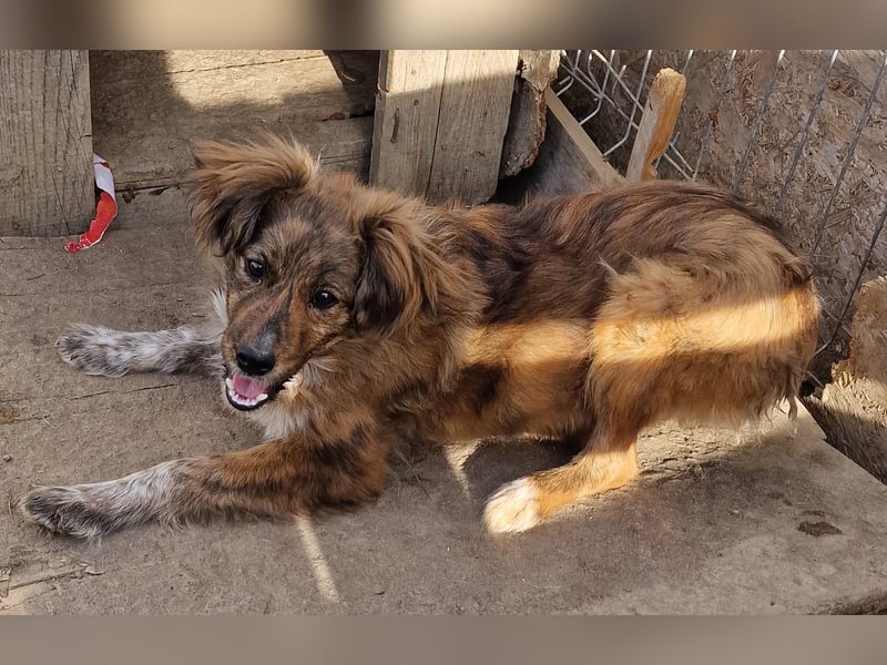 Peanut - aufgeschlossen und freundlich