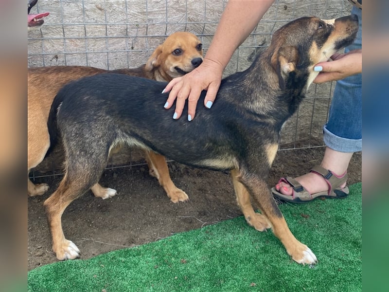 Maddy - agil und interessiert