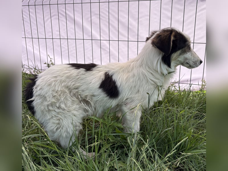 Elliot - jung und lernwillig