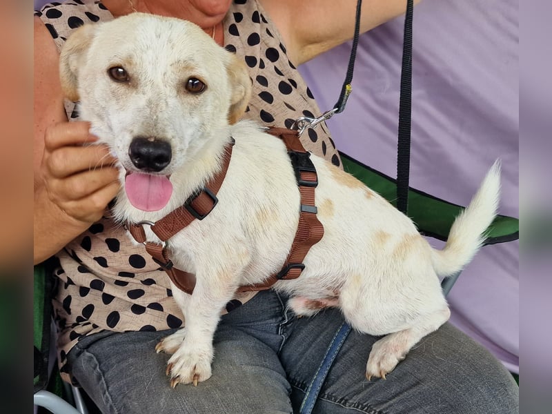 Buddy - zutraulich und aufgeschlossen