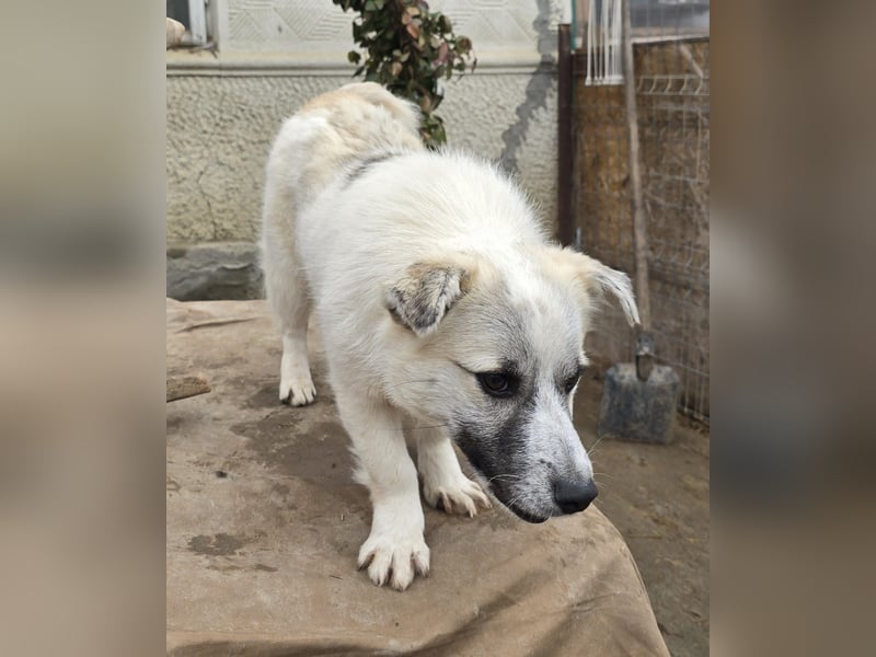 Jubata - freundlich und verschmust