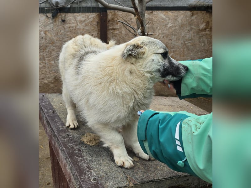 Jubata - freundlich und verschmust