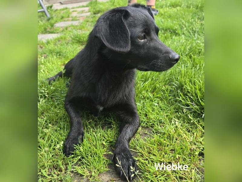 Wiebke, unser lächelndes Dackel-Mix Mädel...