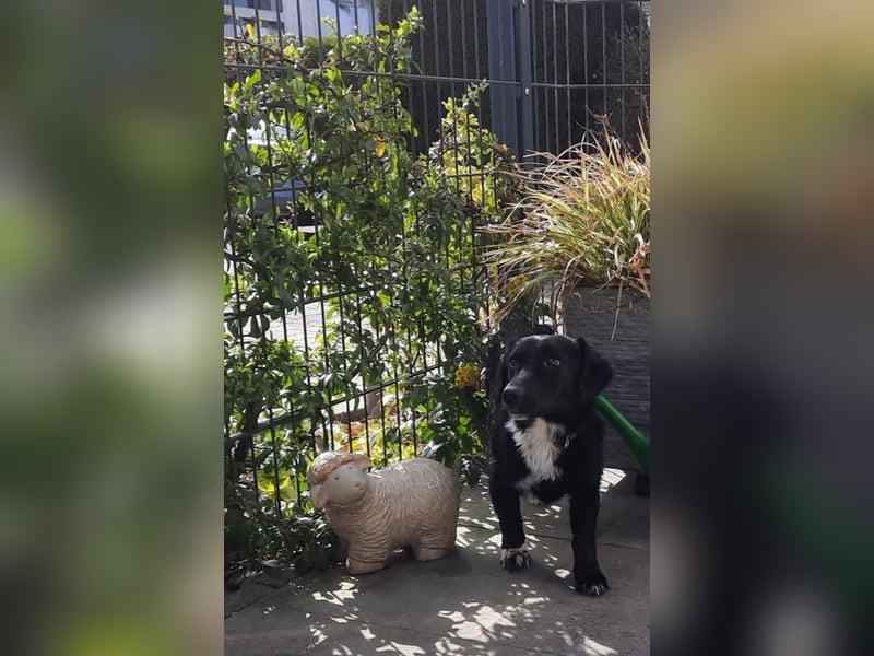 Venja – braucht emphatische Menschen