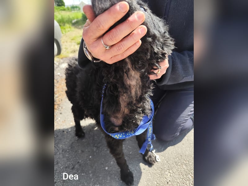 Unheilbar alt und voller Lebensfreude…….. kleine Dea träumt von einem kuscheligen Platz